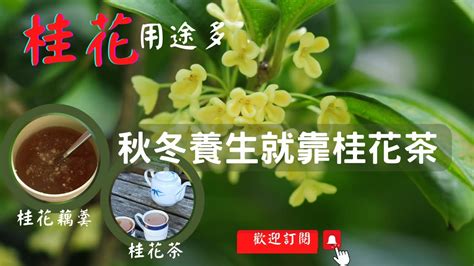 桂花禁忌|桂花茶：功效、營養價值、禁忌、正確食用方式